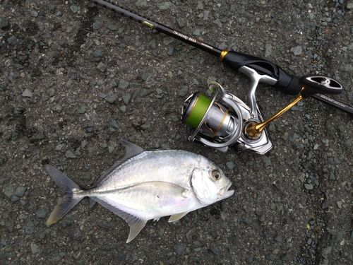 メッキの釣果