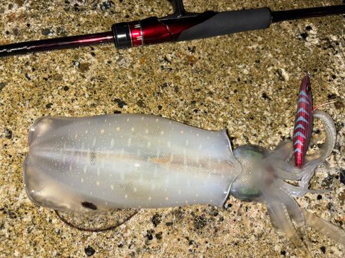 アオリイカの釣果