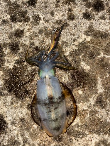 アオリイカの釣果