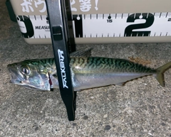 サバの釣果