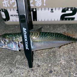 サバ