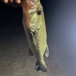 ブラックバス
