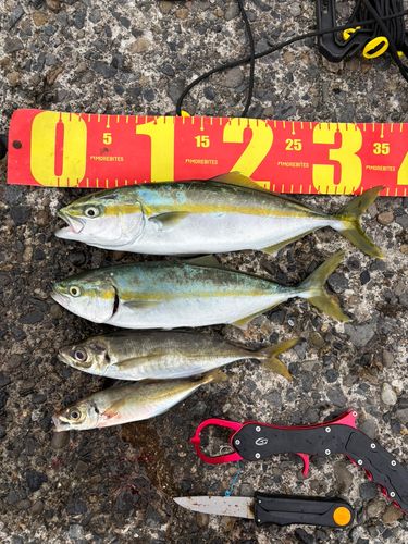 ワカシの釣果