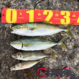 ワカシ