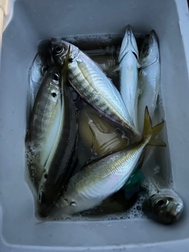 泉佐野漁港