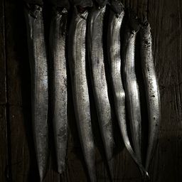 タチウオ