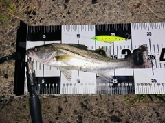シーバスの釣果