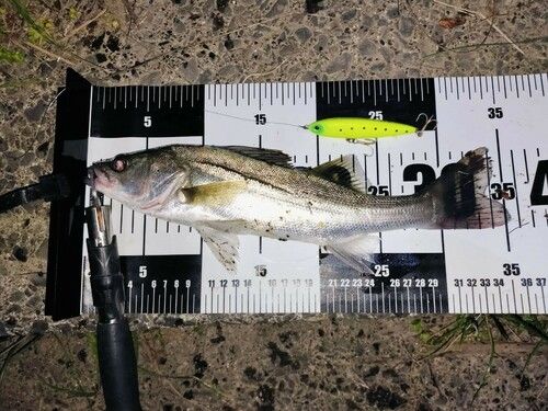 シーバスの釣果