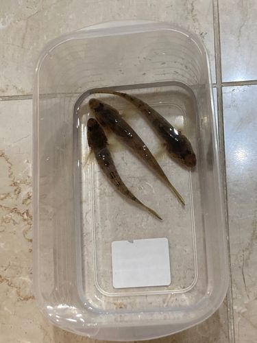 旧中川
