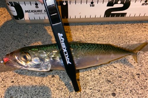 サバの釣果