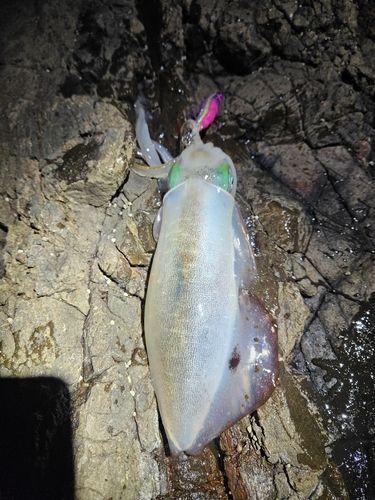 アオリイカの釣果