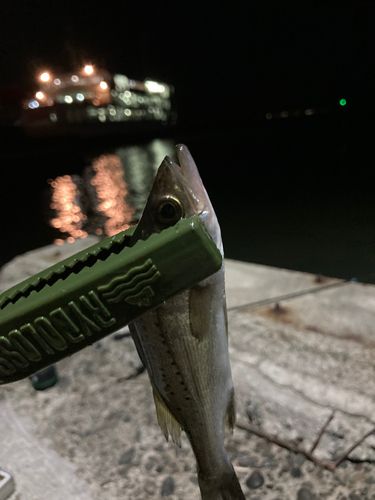 セイゴ（タイリクスズキ）の釣果
