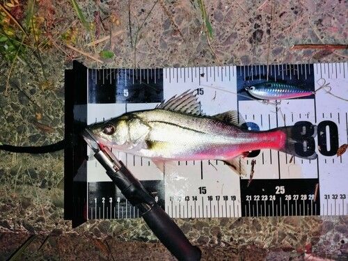 シーバスの釣果