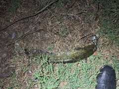 ニホンナマズの釣果