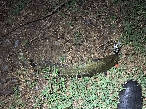 ニホンナマズの釣果