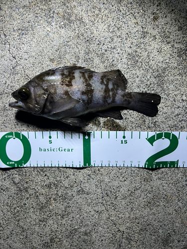 メバルの釣果