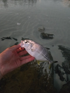 ギンガメアジの釣果