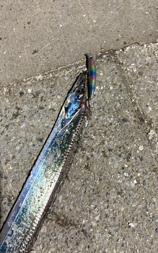 タチウオの釣果