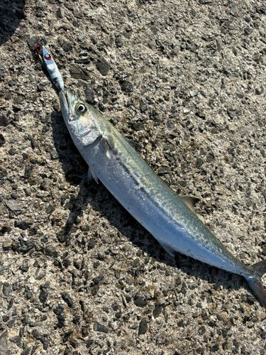 サゴシの釣果