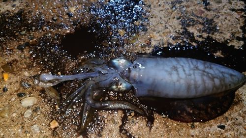 内灘海岸