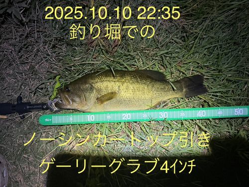 ラージマウスバスの釣果