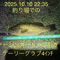 ラージマウスバス