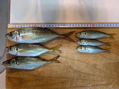 アジの釣果
