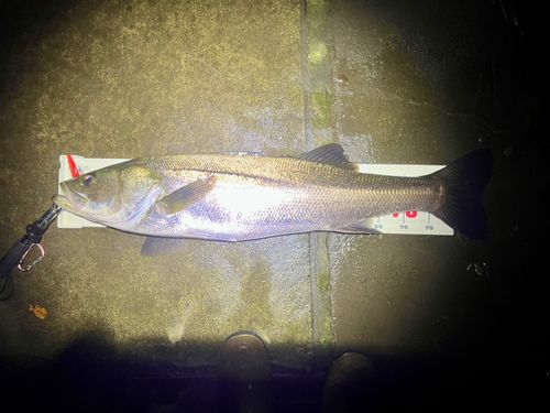 スズキの釣果