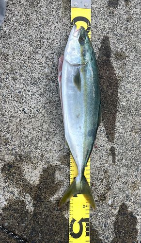 イナダの釣果