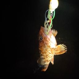 カサゴ