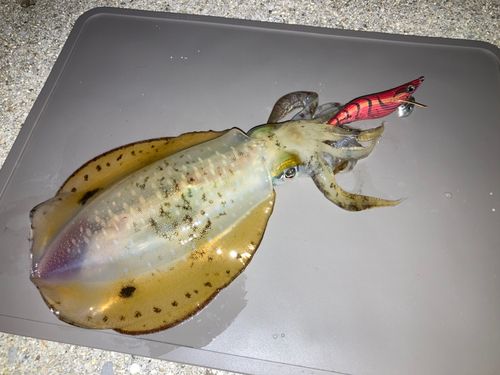 アオリイカの釣果