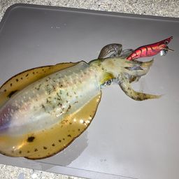 アオリイカ