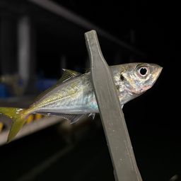 アジ