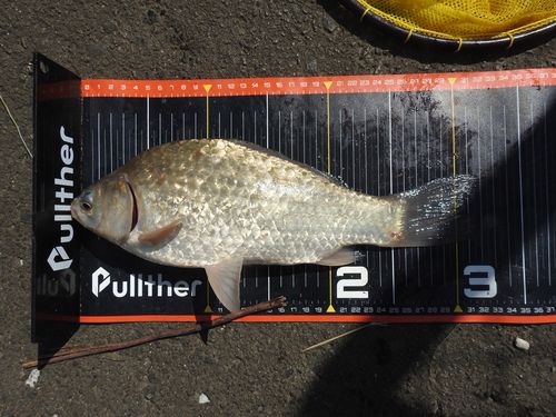 ヘラブナの釣果