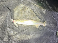 カマスの釣果