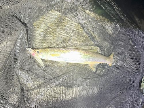 カマスの釣果