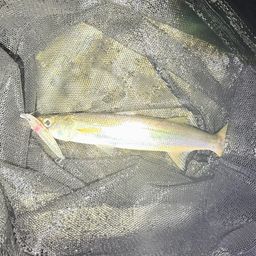 カマス