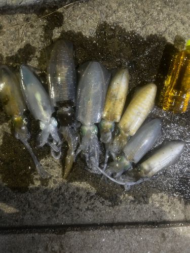 ネリゴの釣果