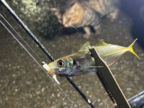 マアジの釣果
