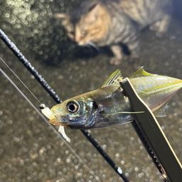 マアジ