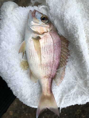 白谷海浜公園