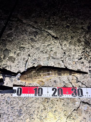 マゴチの釣果
