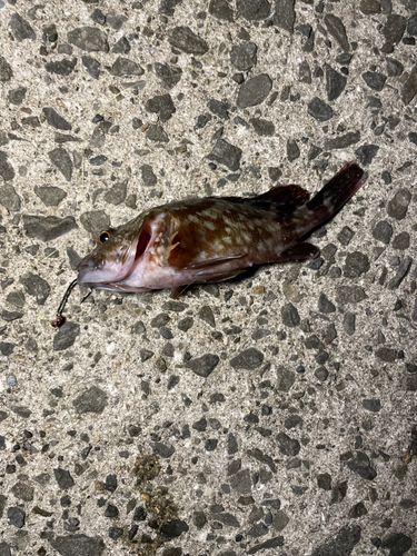カサゴの釣果