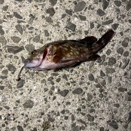 カサゴ
