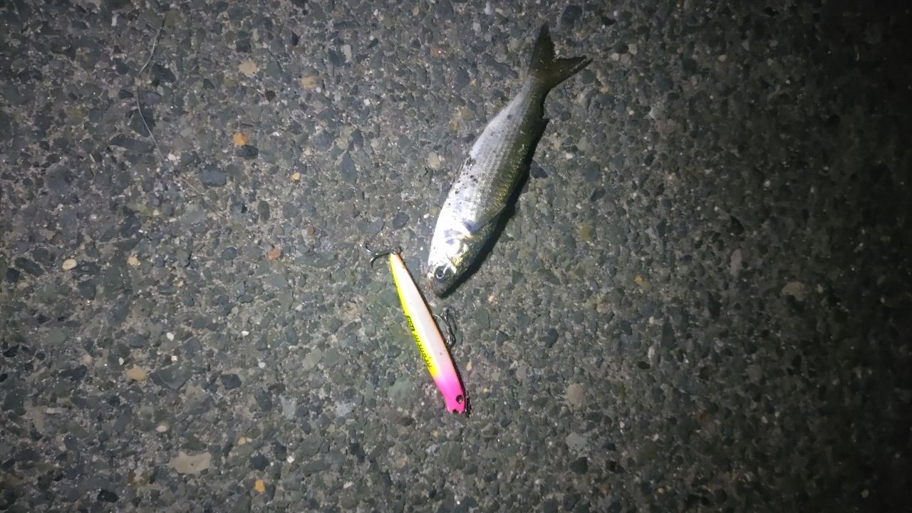 ボラ