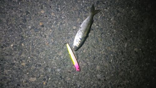 ボラの釣果