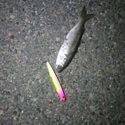 ボラ