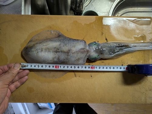 アオリイカの釣果
