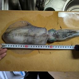 アオリイカ