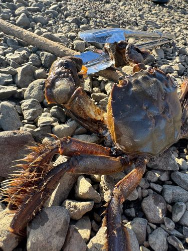 モクズガニの釣果